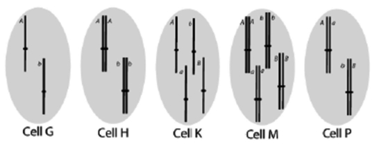 <strong>Which of the following cells could be created from a mitotic division but would not be created during a normal meiosis? </strong> A)Cell G B)Cell H C)Cell K D)Cell M E)Cell P