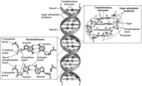 DNA strands can be pulled apart by adding heat and melting the double-stranded DNA. The temperature required to melt a region of DNA changes based on the base-pair composition. Based on the structure of the A-T and C-G bonds in the accompanying figure, which bonds would require more energy (heat)to break them? How might this help you predict which regions of the DNA helix may be the most stable and harder to break apart?