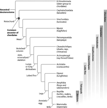 Describe the evolutionary relationship of lancelets to tunicates and to hagfishes. Are lancelets more closely related to tunicates or to hagfishes, or are they equally related?
