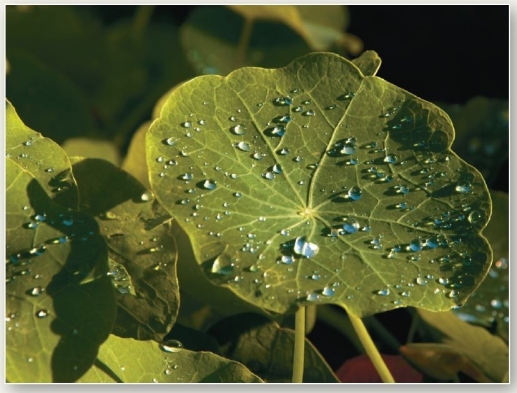 <strong> Water beads on a nasturtium leaf Water forms beads on a leaf because</strong> A)cohesion between the leaf and water molecules is greater than cohesion between water molecules. B)cohesion and adhesion are equal causing water droplets to bunch together on the leaf. C)the leaf contains a thin,waxy layer that repels the water molecules,which then adhere to one another. D)the capillary action of water causes water molecules to form larger droplets. E)cohesion between water molecules is strong than adhesion between the leaf and water molecules.
