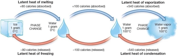 <strong> Latent Energy absorbed and released during phase changes of water Which of the following is true regarding the evaporation of water?</strong> A)It requires the addition of 540 cal for each gram under normal sea level pressure. B)It requires the loss of 540 cal for each gram under normal sea level pressure. C)It requires the addition of 100 cal for each gram under normal sea level pressure. D)It requires the loss of 100 cal for each gram under normal sea level pressure. E)No latent energy is released or absorbed.