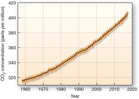<strong> Increasing atmospheric carbon dioxide since 1950.Monthly average CO2 measured at Mauna Loa Observatory in Hawai''i.The highest and lowest months (usually May and October)are plotted for each year;black line shows the 5-year running average. Which is true of the level of CO<sub>2 </sub>in our atmosphere?</strong> A)CO2 is reached 400 ppm in approximately 2013. B)The rate of increase leveled out in 1976. C)The level of CO2 was much higher in 1955 than today. D)The level of CO2 is decreasing at 3.1% per year. E)The levels of CO2 have greatly fluctuated over the past 50 years.