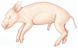 <strong>Which term refers to the tail end of a four-legged animal? </strong> A) caudal B) superior C) inferior D) cephalic