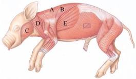<strong>Identify the spinotrapezius in the following figure. </strong> A) A B) B C) C D) D E) E