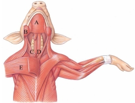 <strong>Identify the masseter in the following figure. </strong> A) A B) B C) C D) D E) E
