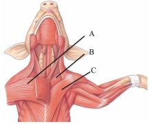 <strong>Identify the posterior deep pectoralin the following figure. </strong> A) A B) B C) C