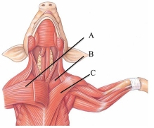 <strong>Identify the anterior deep pectoral in the following figure. </strong> A) A B) B C) C
