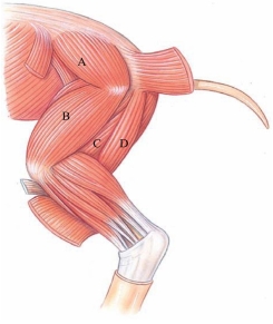 <strong>Identify the semimembranosus in the following figure. </strong> A) A B) B C) C D) D