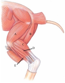 <strong>Identify the gastrocnemius in the following figure. </strong> A) A B) B C) C D) D E) E