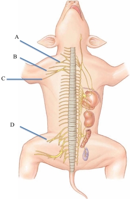 <strong>Identify the ulnar nerve in the following figure. </strong> A) A B) B C) C D) D