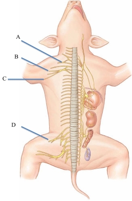 <strong>Identify the radial nerve in the following figure. </strong> A) A B) B C) C D) D