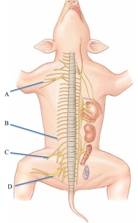 <strong>Identify the sciatic nerve in the following figure. </strong> A) A B) B C) C D) D