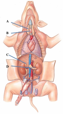 <strong>Identify the thymus gland in the following figure. </strong> A) A B) B C) C D) D