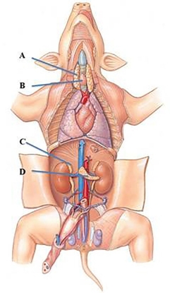 <strong>Identify the adrenal gland in the following figure. </strong> A) A B) B C) C D) D