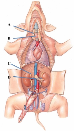 <strong>Identify the gland that produces calcitonin, T3, and T4. </strong> A) A B) B C) C D) D