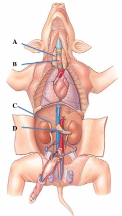 <strong>Identify the gland that produces mineralcorticoids, glucocorticoids, androgens, and norepinephrine. </strong> A) A B) B C) C D) D