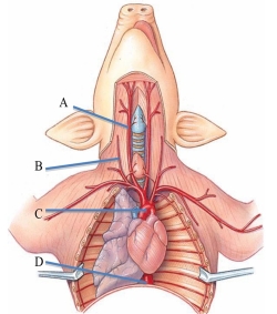 <strong>Identify the aortic arch in the following figure. </strong> A) A B) B C) C D) D