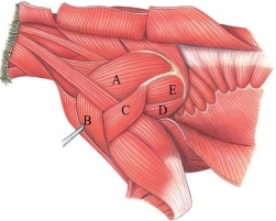 <strong>Which letter is marking the teres major in this figure?  </strong> A) A B) B C) C D) D E) E <div style=padding-top: 35px> 