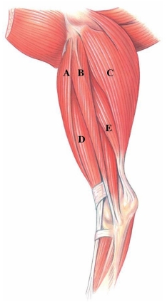 <strong>Identify the fibularis longus in the following figure.  </strong> A) A B) B C) C D) D E) E <div style=padding-top: 35px> 