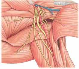<strong>Which nerve plexus is shown in this figure?  </strong> A) lumbar plexus B) sacral plexus C) brachial plexus D) cervical plexus <div style=padding-top: 35px> 