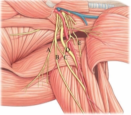 <strong>Identify the radial nerve in the following image.  </strong> A) A B) B C) C D) D E) E <div style=padding-top: 35px> 