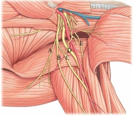 <strong>Identify the median nerve in the following image.  </strong> A) A B) B C) C D) D E) E <div style=padding-top: 35px> 