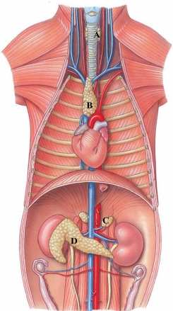 <strong>Identify the gland in the figure that produces calcitonin, T3, and T4.  </strong> A) A B) B C) C D) D <div style=padding-top: 35px> 