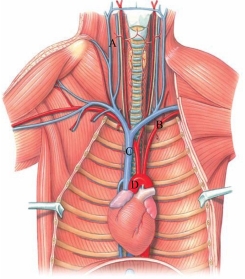 <strong>Identify the aortic arch in the figure.  </strong> A) A B) B C) C D) D <div style=padding-top: 35px> 