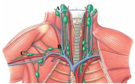 Identify the cervical lymph nodes in the following figure.  