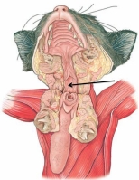 The region of the pharynx at the tip of the arrow in the figure shown is the ________.