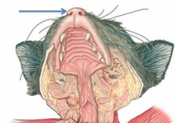 Identify the structure at the tip of the arrow in the figure shown.