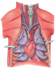 Identify the trachea in the following figure.  