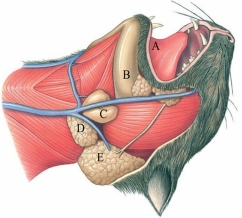 Identify the parotid gland in the figure.  