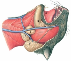 Identify the submandibular gland in the figure.  