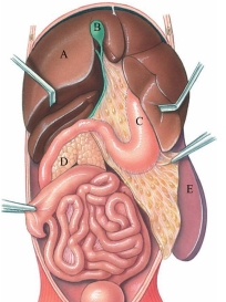 Identify the gallbladder in the following figure.  