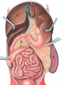 Identify the gallbladder in the following figure.  
