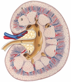 Identify the renal pelvis in the following figure.  