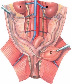Identify the urethra in the following figure.  