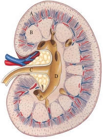 Identify the renal cortex in the following figure.  