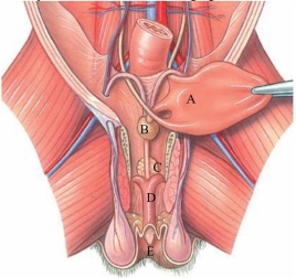 Identify the scrotum in the following figure.  