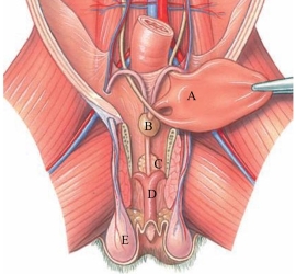 Identify the prostate gland in the following figure.  
