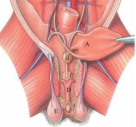 Identify the bulbourethral gland in the following figure.  