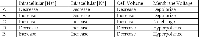 A cell contains the following membrane transporters: Na<sup>+</sup> channel K<sup>+</sup> channel Na<sup>+</sup>,K<sup>+</sup>-ATPase The resting membrane voltage of the cell is -80 mV,and the intracellular and extracellular ion concentrations are as follows: The cell is treated with a drug to inhibit the Na<sup>+</sup>,K<sup>+</sup>-ATPase.What would be the effect of this drug on the following parameters?