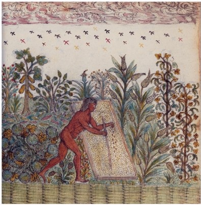 <strong>The European artist of Ancient Agriculture misrepresented native agricultural practices in what way? </strong> A) The person in the drawing is male,whereas women did the bulk of agricultural work. B) The person in the drawing is alone,whereas agricultural work was always done in groups. C) The drawing includes corn,which was not a staple of Native American agriculture. D) The farmer would not have been sowing new crops while other crops were bearing fruit for harvest.