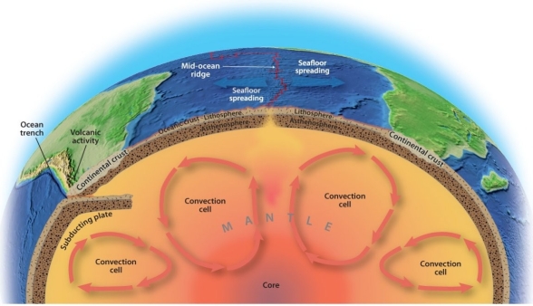 <strong>Beneath Earth's surface,where does the heat exchange occur that moves tectonic plates? </strong> A) continental crust B) ocean trenches C) convection cells D) subducting plate E) mid-ocean ridge