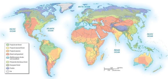 <strong>What type of bioregion is most often found along the equator? </strong> A) broadleaf or mixed broadleaf and coniferous forest B) coniferous forest C) tundra D) tropical forests E) Mediterranean woodland