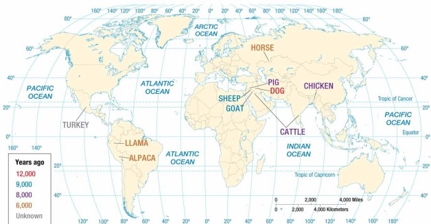 <strong> The map of animal hearths indicates that</strong> A) llamas, alpacas, and turkeys were domesticated in the Americas. B) animals can be raised only in and near specific hearths, owing to the limited number of climates in the world. C) pigs, goats, and sheep were domesticated in the Americas. D) chickens were domesticated in the Americas. E) horses were domesticated in the Americas.
