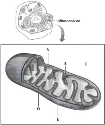Refer to the above illustration of a mitochondrion. Match the labelled parts of the mitochondrion with the steps of cellular respiration. A labelled part may be used once, more than once, or not at all. a.outer mitochondrial membrane b.intermembrane compartment c.cytosol d.inner mitochondrial membrane e.matrix oxidative phosphorylation