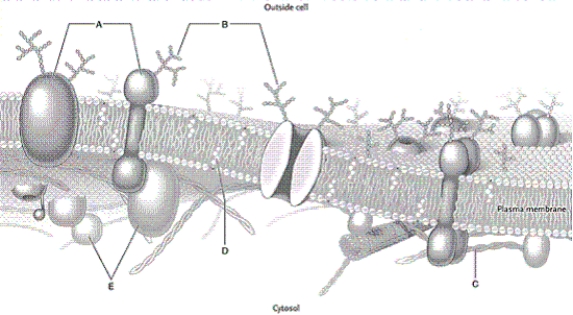 Identify the structures indicated in this drawing of a typical plasma membrane. microfilament