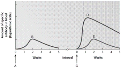 -In the figure, how long could the interval between points A and C be?